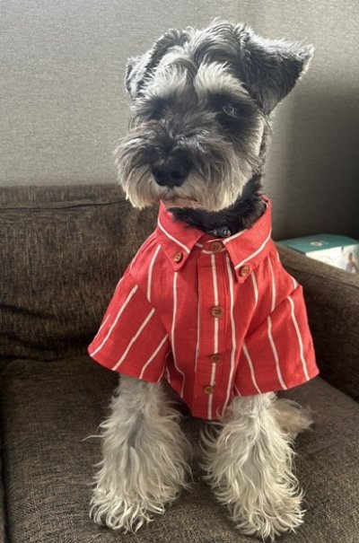 画像1: 犬服　ボタンダウンシャツ型紙　小型犬〜中型犬用