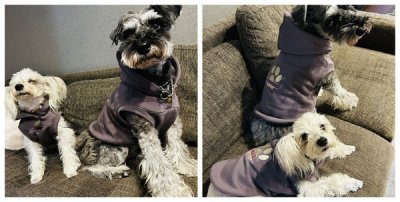 画像1: 犬服 パーカー型紙 小型犬〜中型犬用