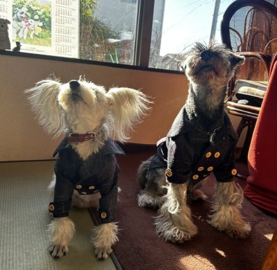 画像1: 犬服 ピーコート型紙 小型犬〜中型犬用