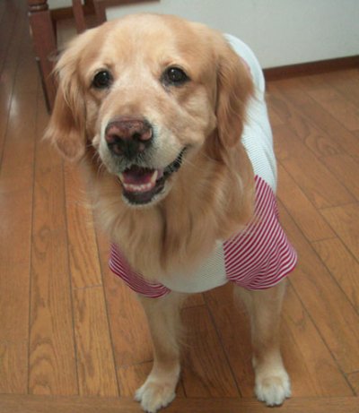 画像1: 【犬服】ラグランTシャツ型紙（大型犬用）