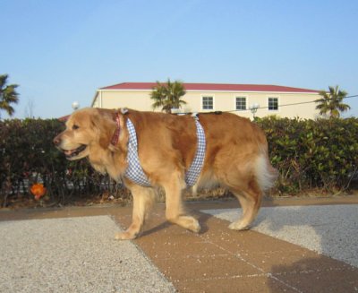 画像3: 【犬用】クールエプロン型紙・大型犬用（L）